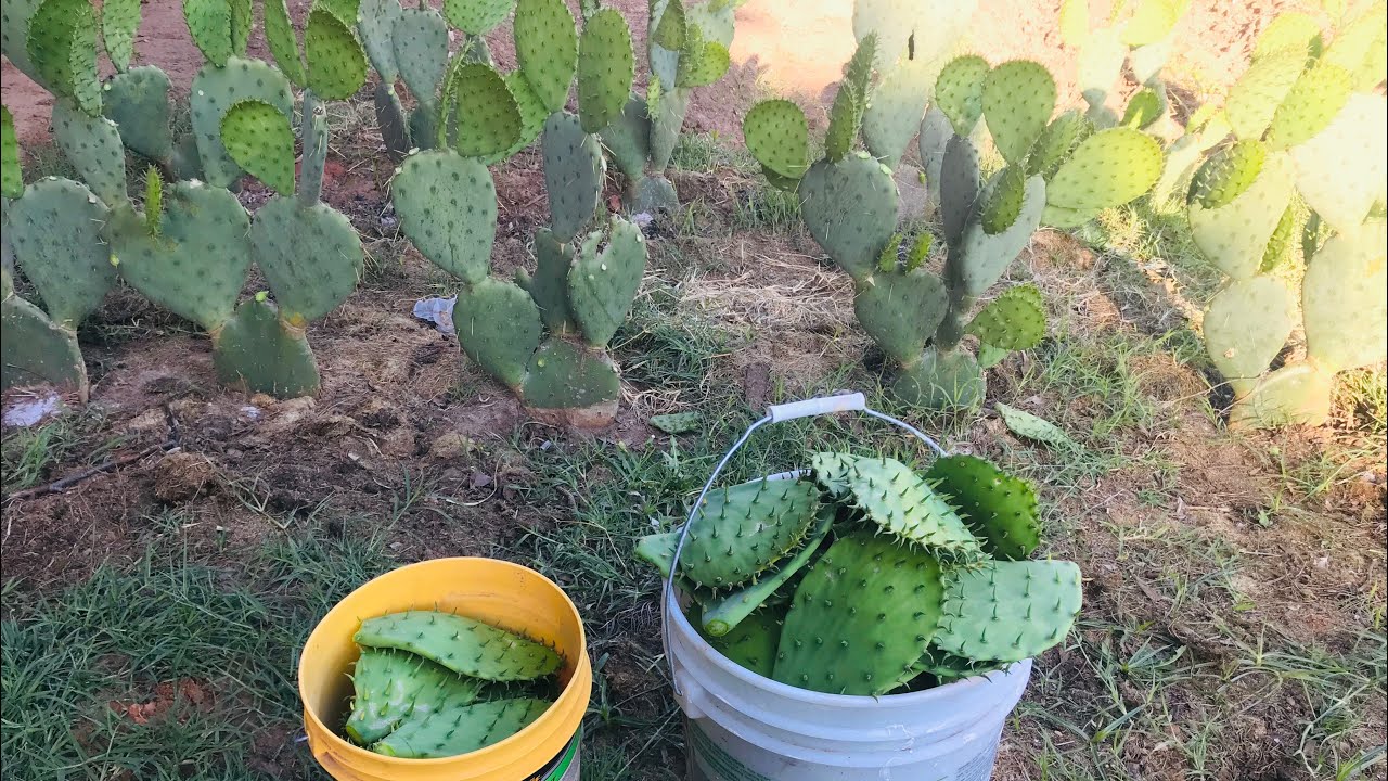 CORTANDO NOPALES (cactus)De Mi Huerto #rancho