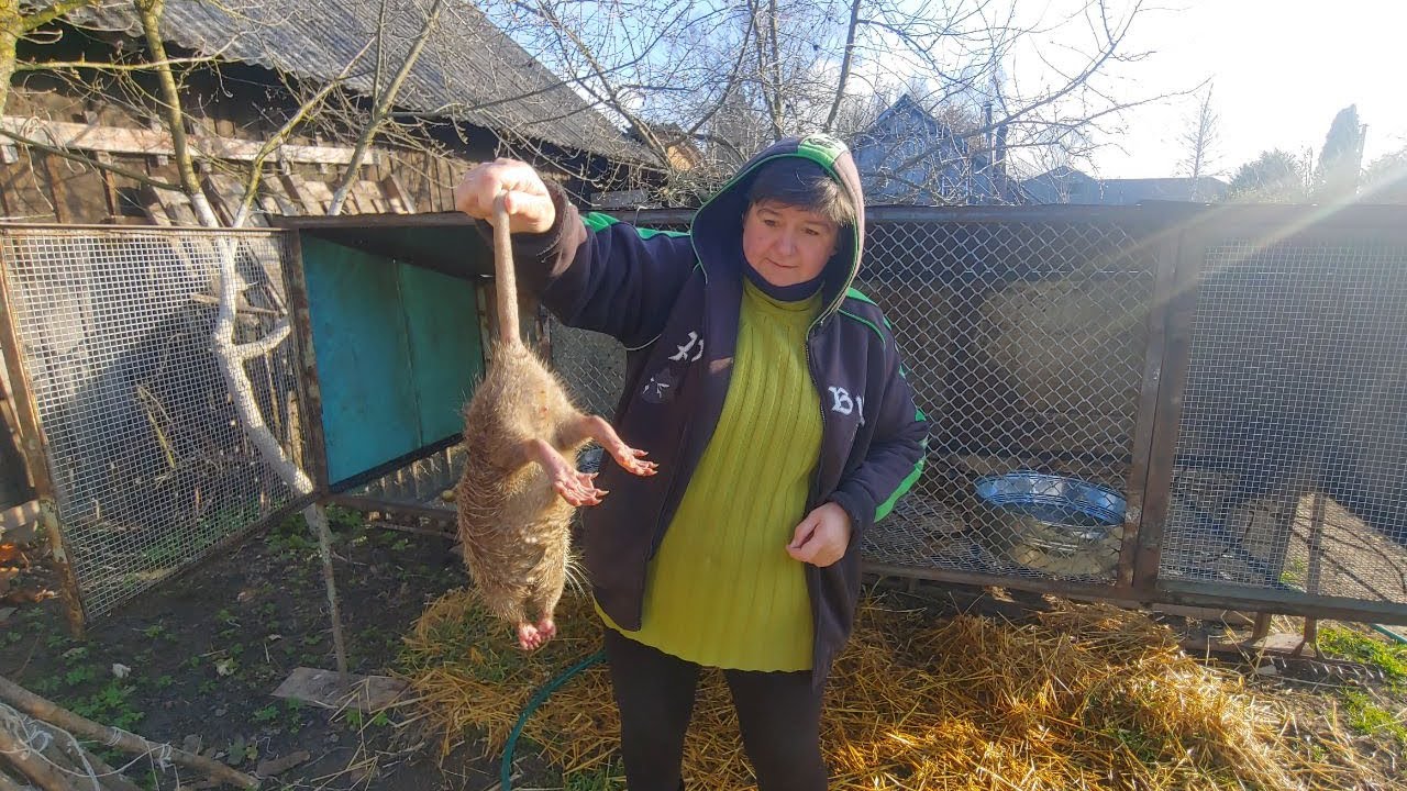 Переселяємо нутрій на більшу територію / ВИРОЩУВАННЯ НУТРІЙ.