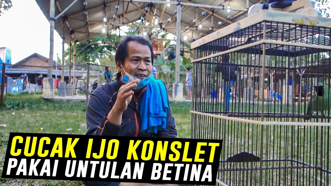 KONSLET !!! IJO GACOR MATERI BONGKARAN NGUNCI. BAGIAN 1