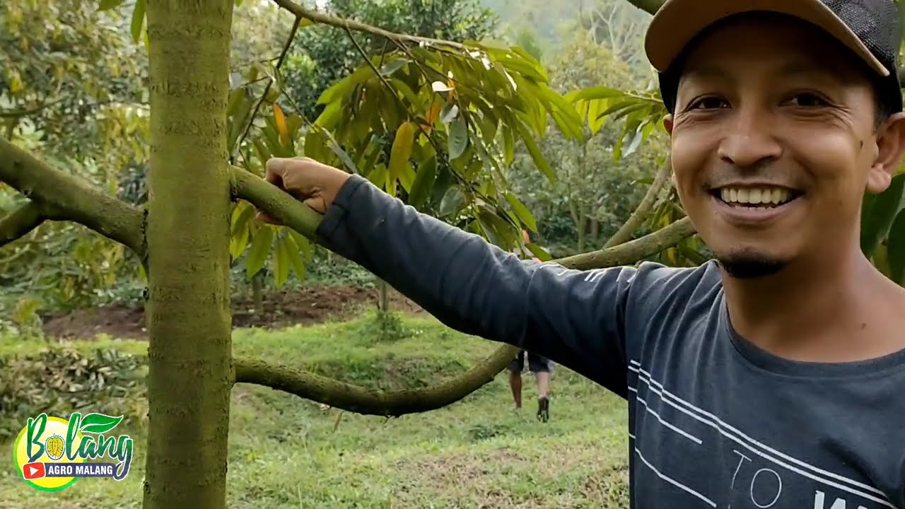 TIGA KUNCI SUKSES MEMBESARKAN POHON DURIAN ALA SAM YANTO TO @bolangagromalang  #kebundurian