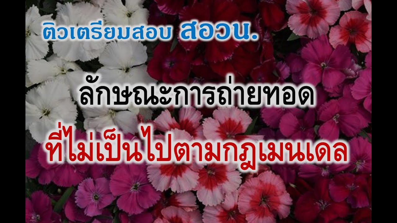 สรุปเนื้อหาออกบ่อย ! สอวน ชีวะ : การถ่ายทอดที่ไม่เป็นไปตามกฎเมนเดล