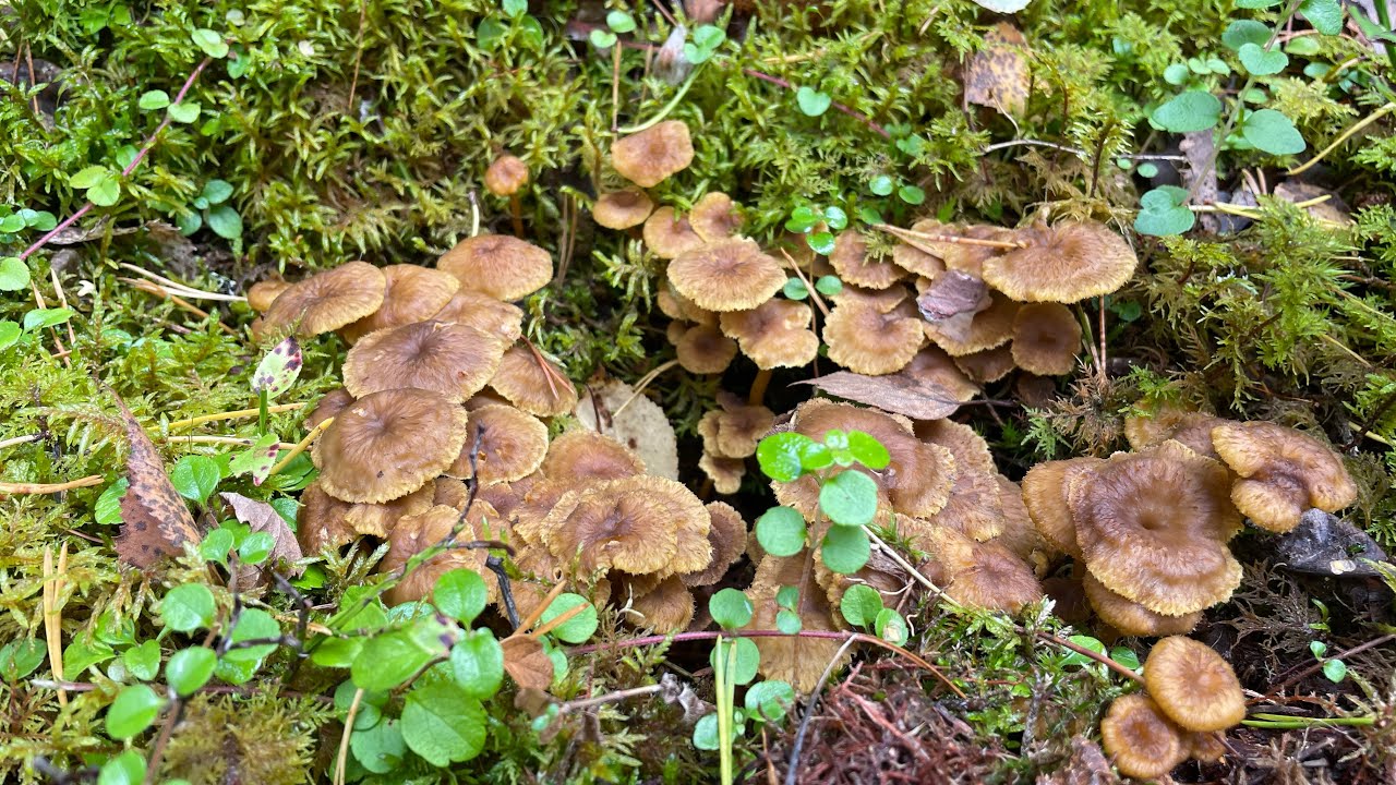 เก็บเห็ดทรัท(Trattkantareller) สวีเดน 🇸🇪