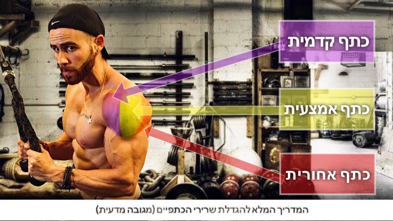 (המדריך המלא להגדלת שרירי הכתפיים (מגובה מדעית