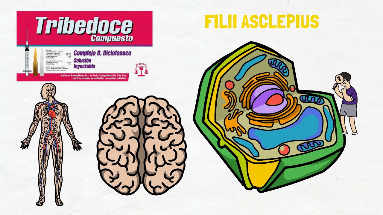 TRIBEDOCE COMPUESTO | PARA QUÉ SIRVE?