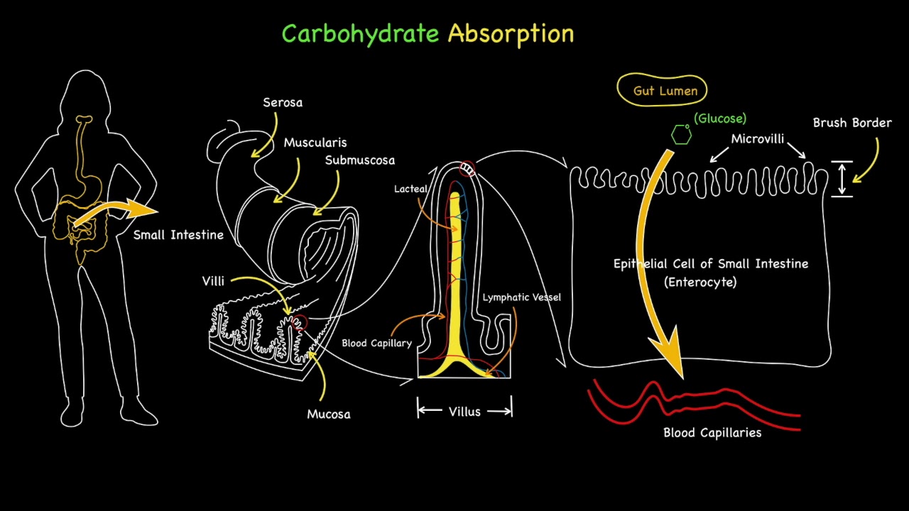 Carbohydrate (Glucose) Absorption
