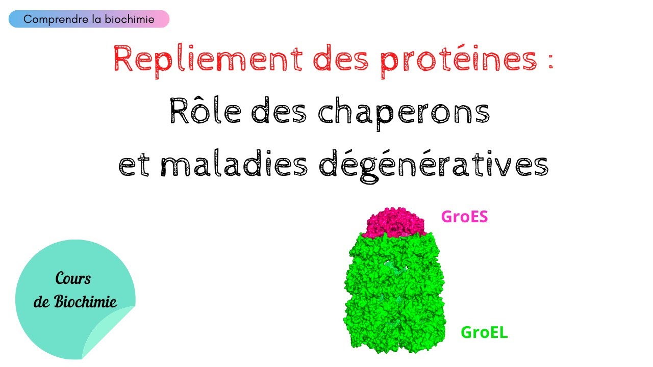 REPLIEMENT DES PROT&Eacute;INES : R&ocirc;le des chaperons et maladies d&eacute;g&eacute;n&eacute;ratives | Biochimie Facile