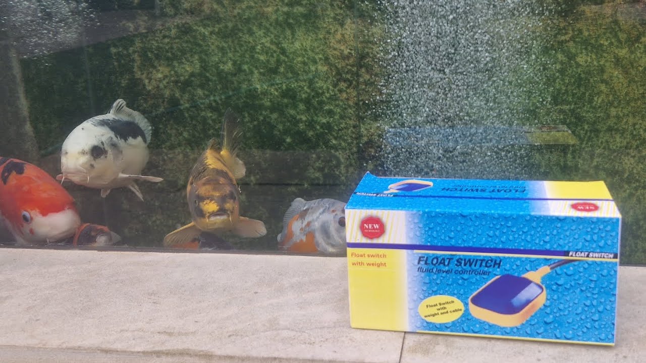 «Давайте позаботимся о безопасности вашей рыбы и установим поплавковый выключатель в пруду, чтобы...