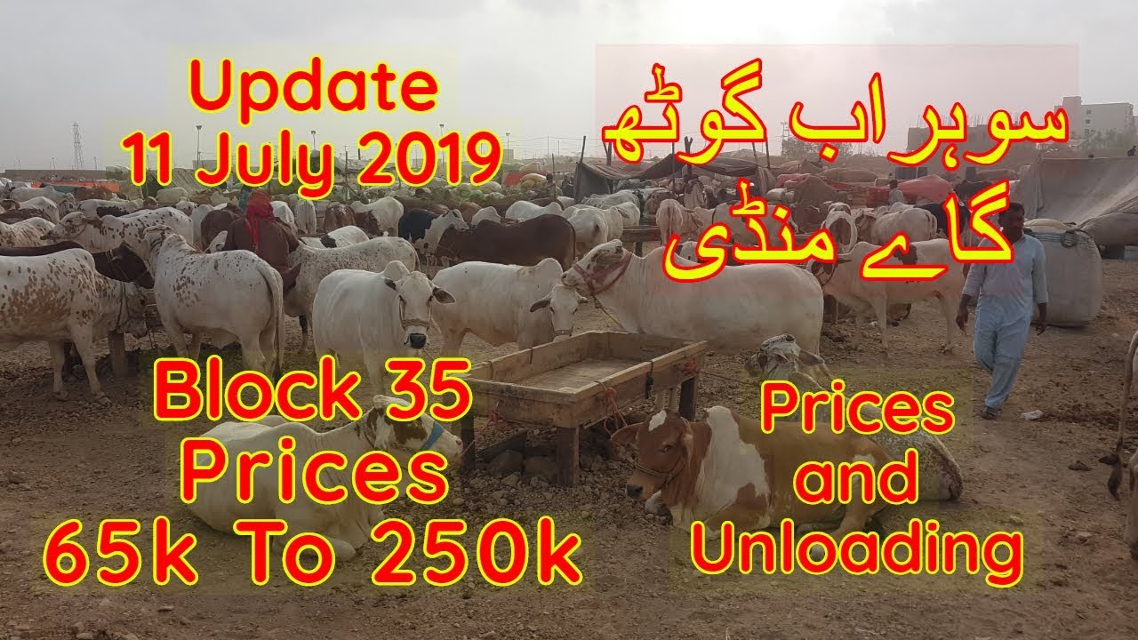 Karachi Sohrab Goth Cow Mandi Price Update 11 July 2019 Block 35