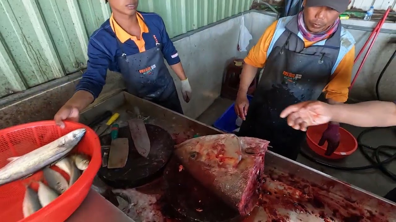 Harbor Showdown! Massive Amberjack Spotted—Watch the Pro Slicing Mastery at the Harbor! 明發定置漁場 fish
