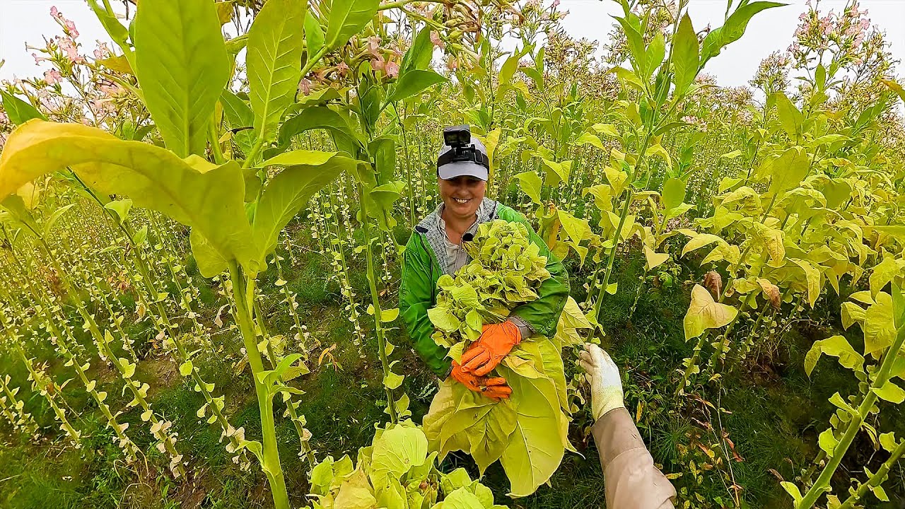 ZBIÓR LIŚCI TYTONIU POV - TAK WYGLĄDA NASZA PRACA