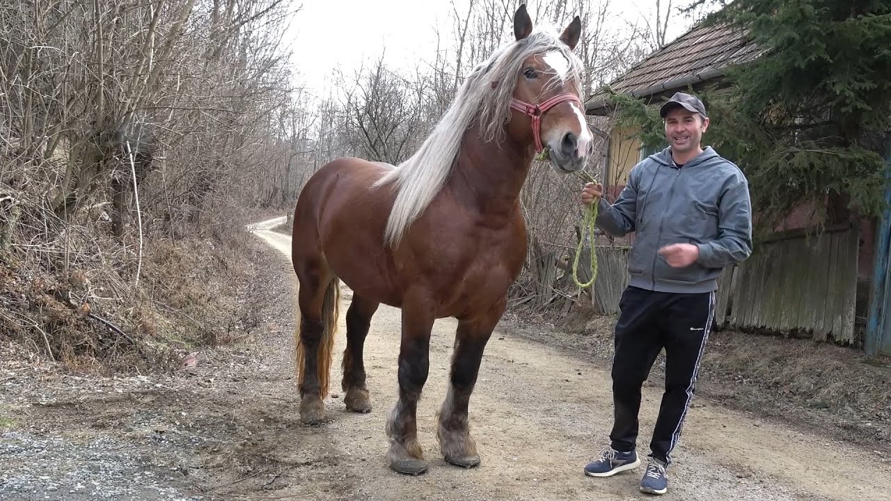 Caii lui Dan de la Hasdate, Cluj - 2024 Nou!!!