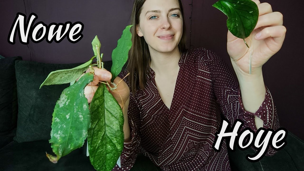 Ukorzeń ze mną hoye w keramzycie! 🌱 Nowa hoyowa wymianka, a w niej same cuda 🖤