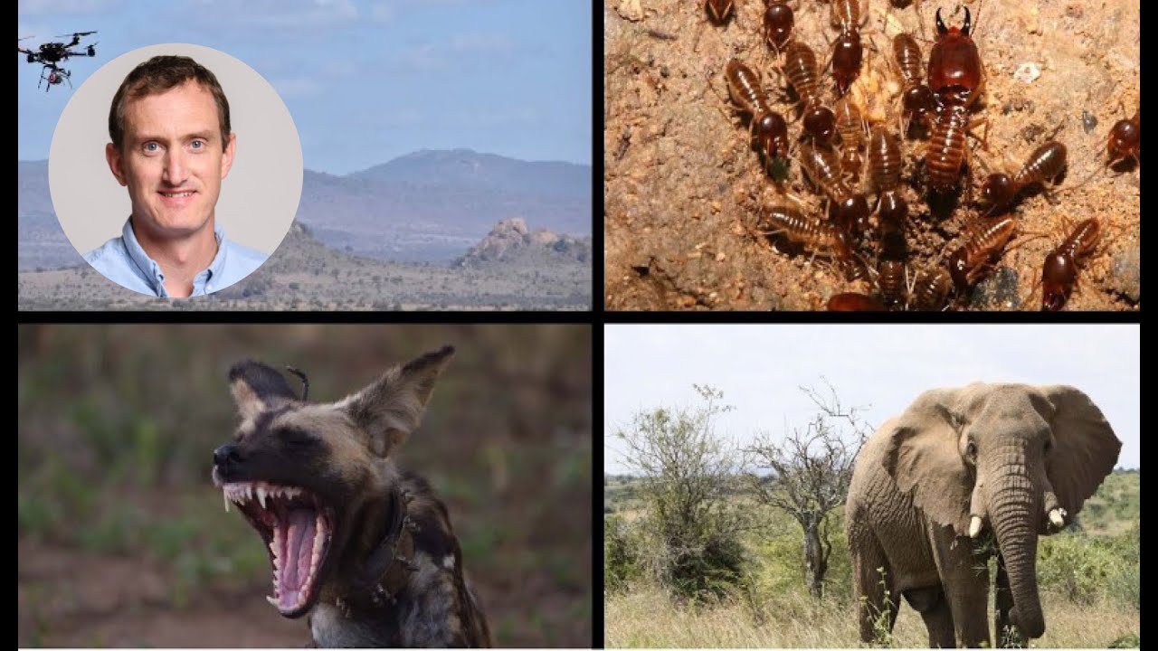 How Animals Shape Ecosystems: An African Perspective