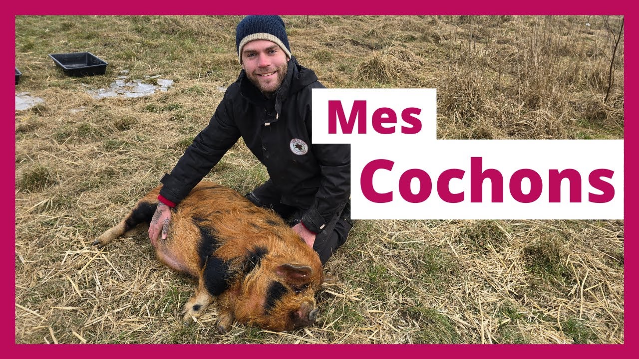 Les cochons Kune Kune dans mon jardin-forêt