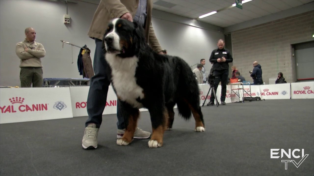 PISTOIA2017 - SAB11.FOCUS: Bovaro del Bernese -  Maschi