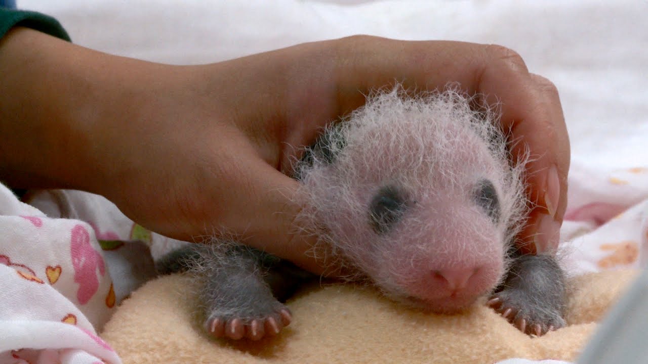Little Panda Xi Xi Grows More Adorable Every Day