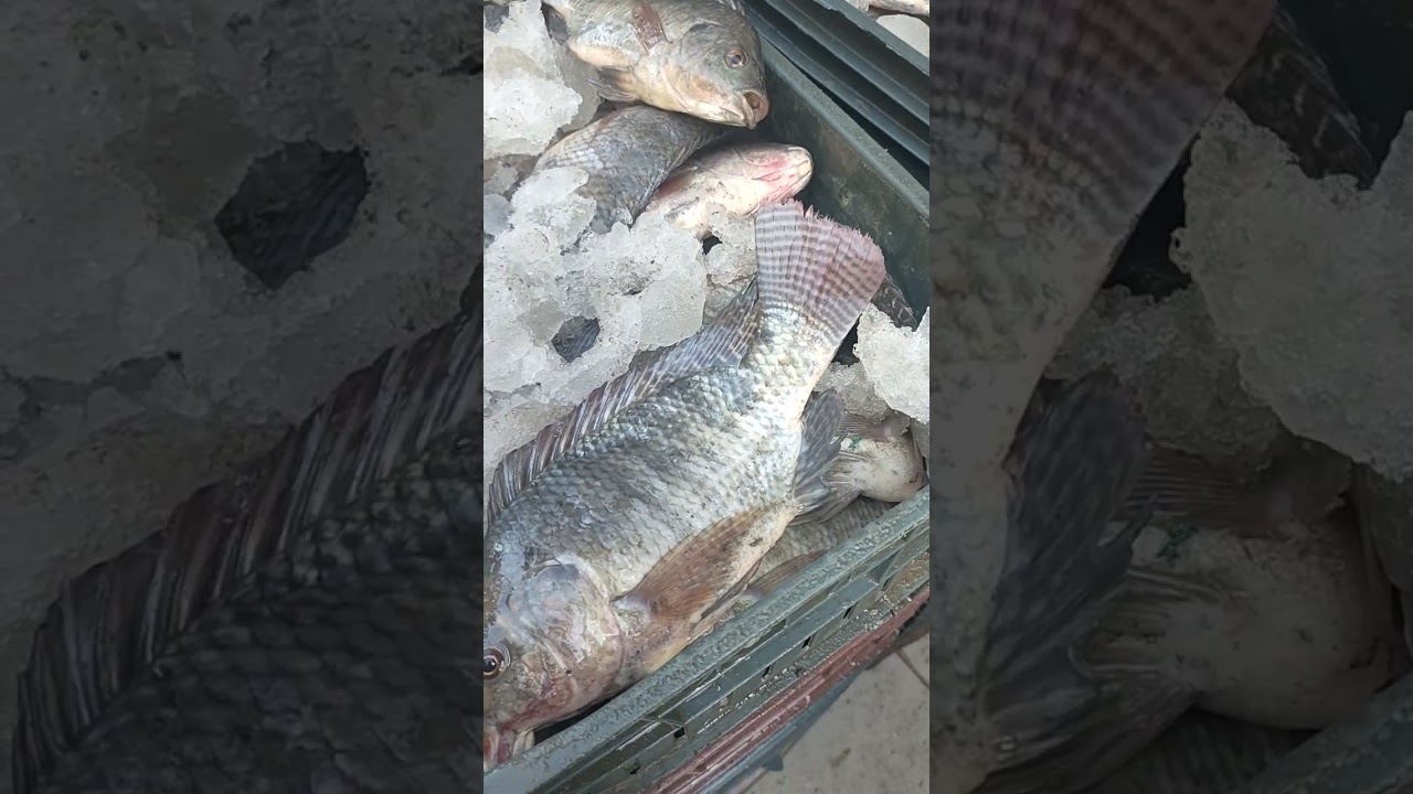 أسعار اسماك بورصة كفرالشيخ اليوم 17/9