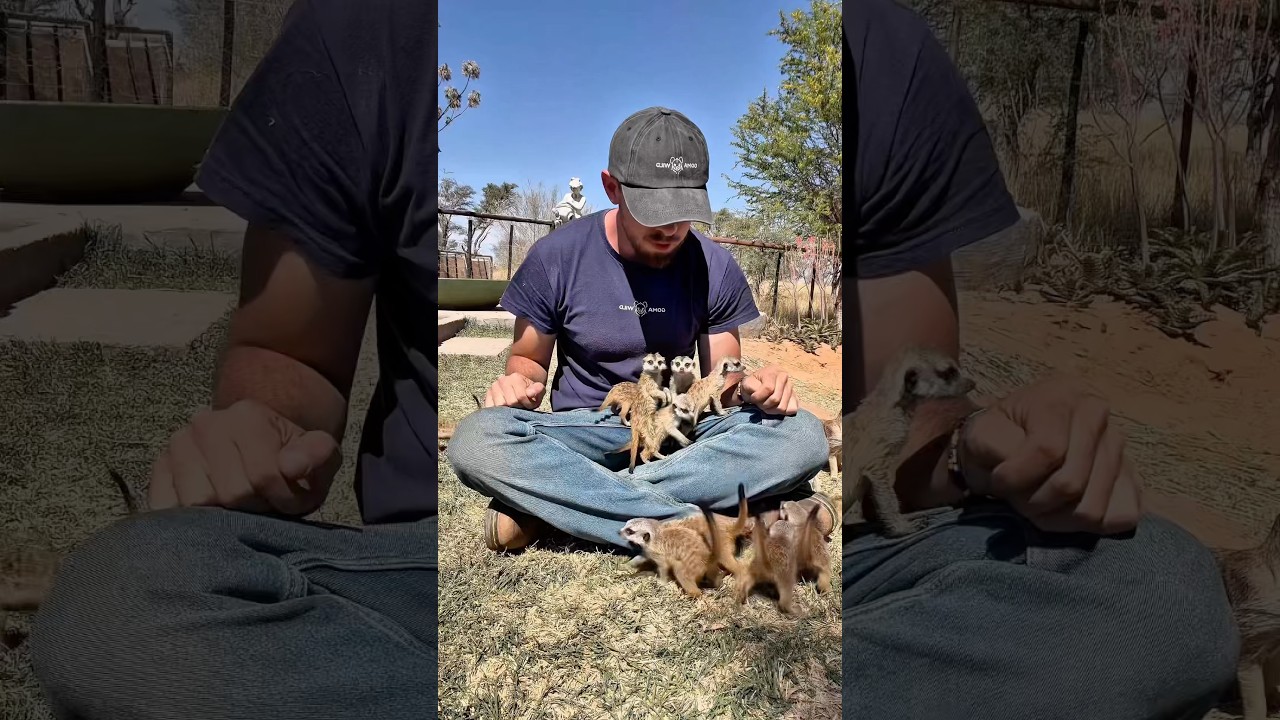 I’m training my army of baby meerkats! 