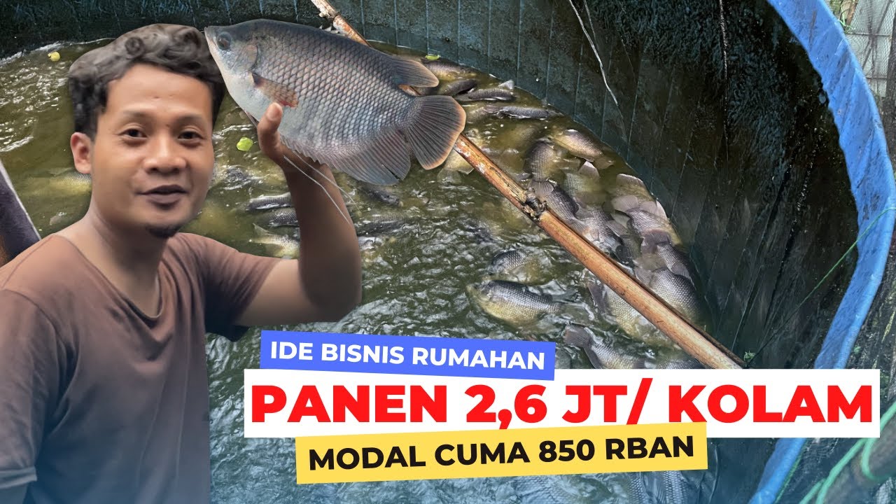 PELUANG BISNIS! Untung JUTAAN dari Budidaya Pembesaran Ikan Gurame di Kolam Terpal