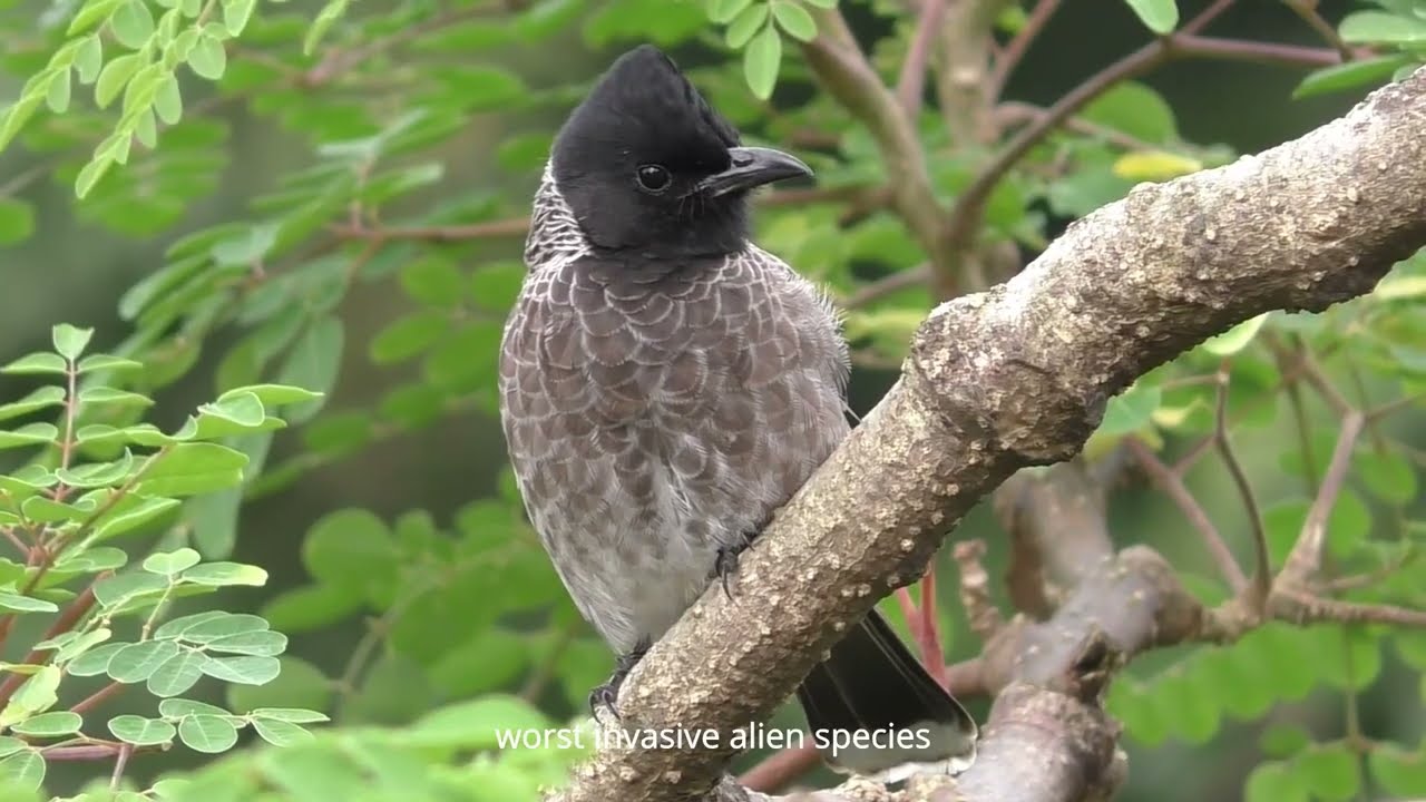 UNINVITEDS | Part 1 | Story of Birds & Animals those come to us!