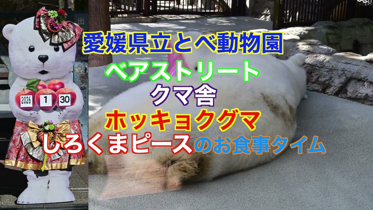 とべ動物園 ベアストリート クマ舎 しろくまピース 20260130