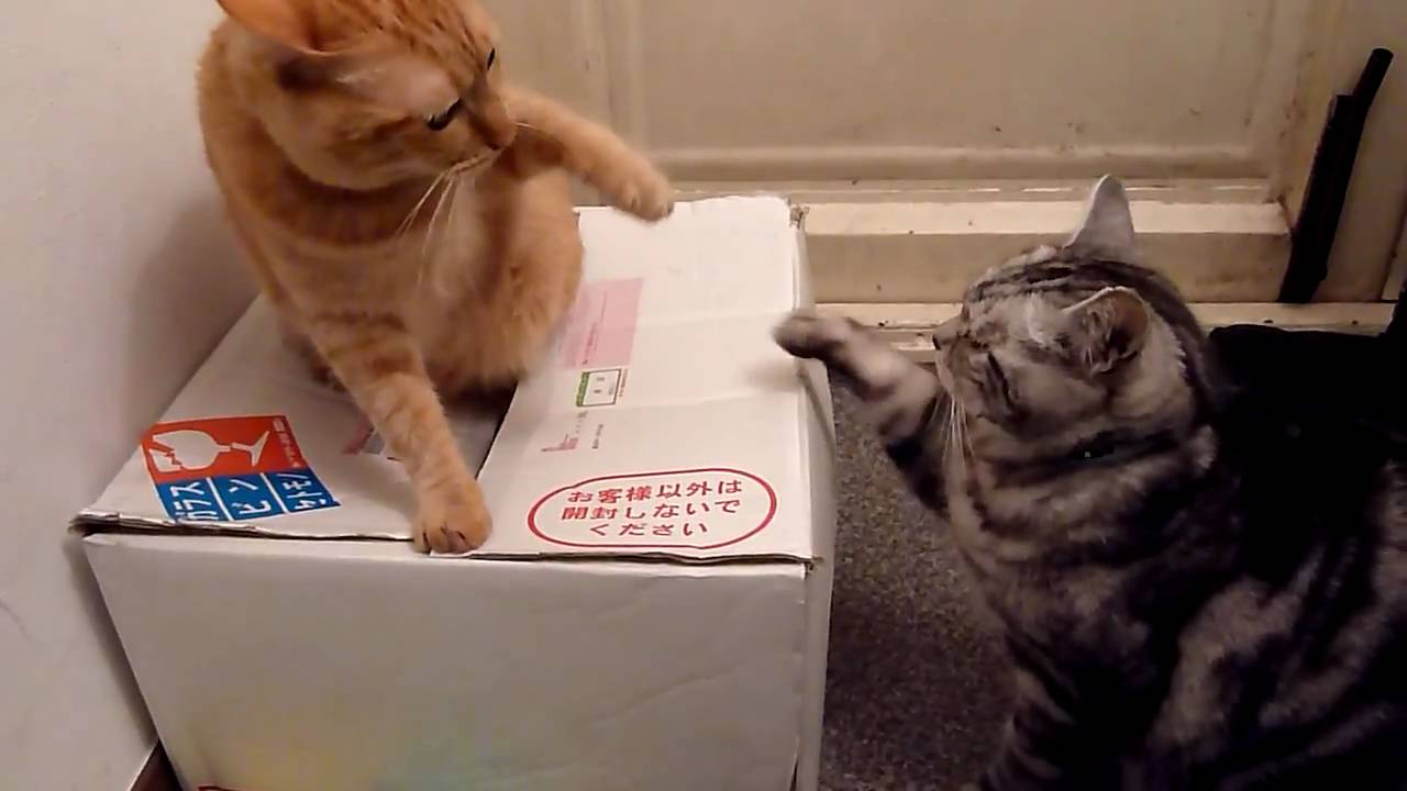 ケンカやめて～って訴える猫　Cat tries to stop the fight