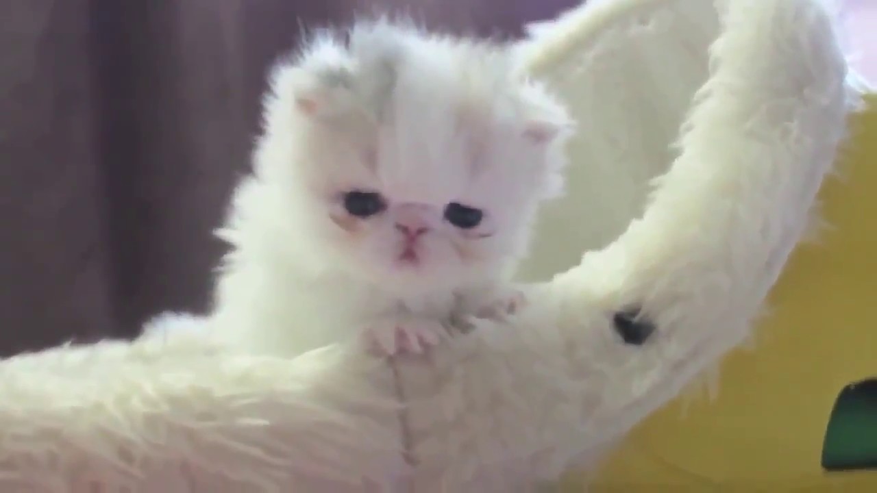 Gatito persa bebe precioso