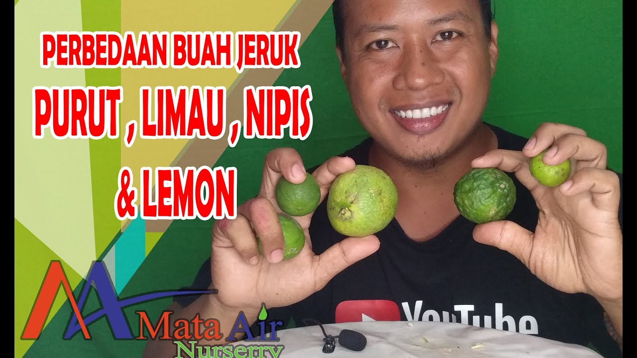 MENCICIPI RASA DAN MENGENAL PERBEDAAN BUAH JERUK LIMAU JERUK PURUT JERUK NIPIS DAN JERUK LEMON