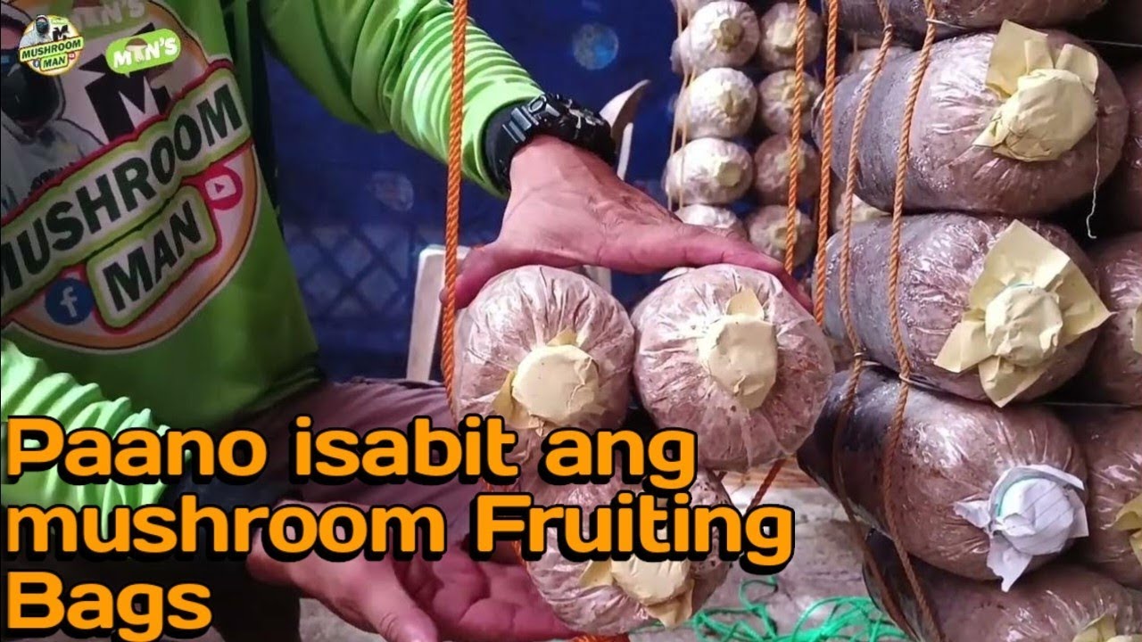 Paano isabit ang mushroom fruiting bags