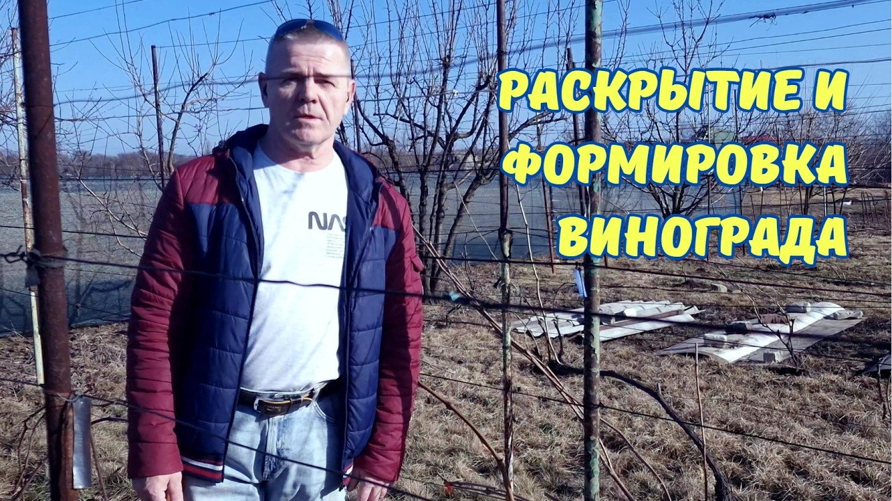 Раскрытие, формировка и обработка винограда на шпалере.