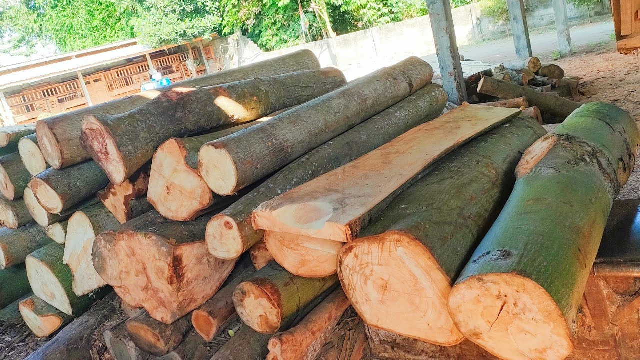 Untung 300%,,! Modal 800rb jadi papan 600 lembar, Kayu randu digergaji papan cor