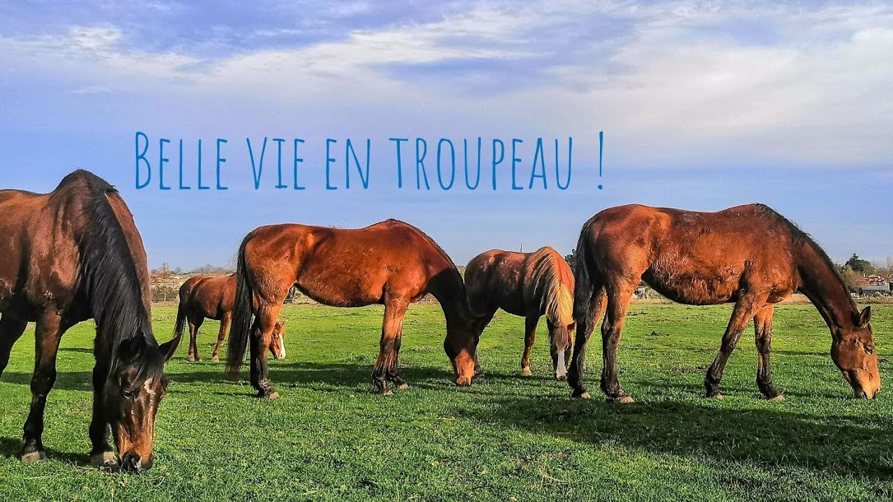 LA VIE DES CHEVAUX EN TROUPEAU [les moments de folie]