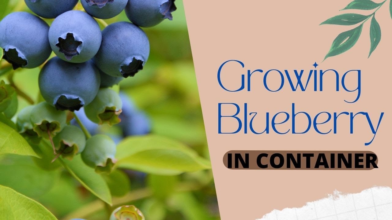 Growing Blueberry in a Container II Blueberry Planting in Pots