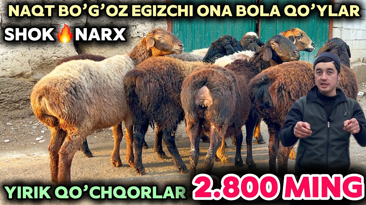QAHRAMON YIRIK QO’CHQOR NAQT BO’G’OZ ONA BOLA VA BARRA QO’ZILAR NARXINI SINDIRDI SHOSHILING ARZONI