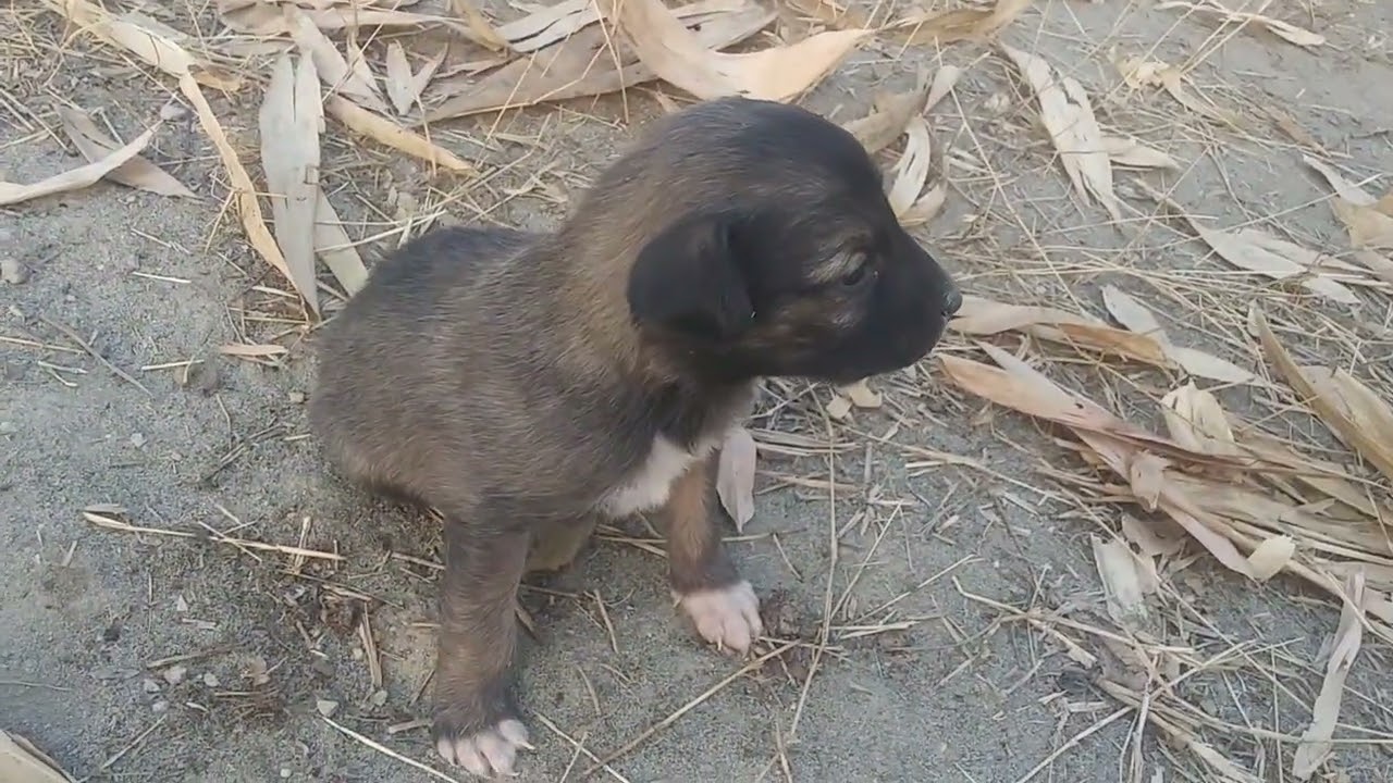 Puppy Prep: Tiny Paws, Big World | Shampy Life 🐾