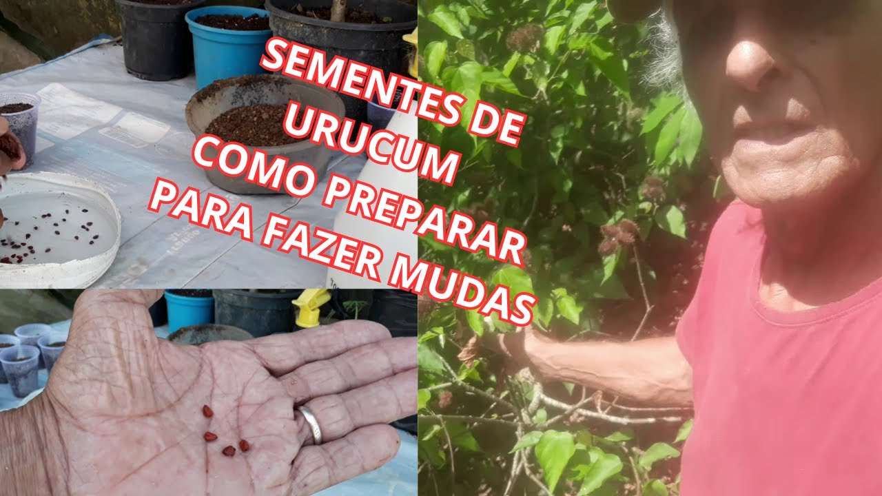 Como plantar sementes de URUCUM