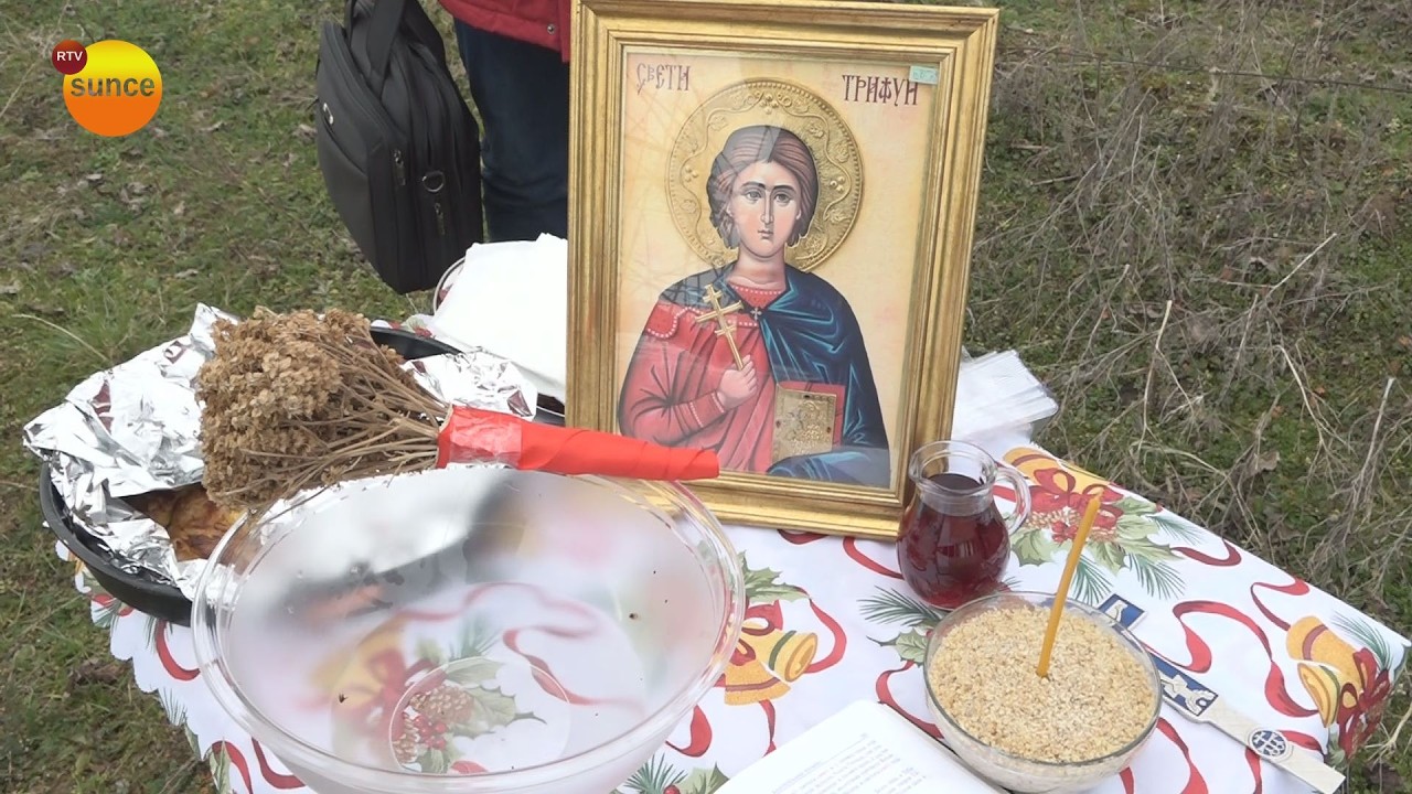 Orezivanje vinove loze u vinogradu Radivoja Maksimovića u Brezovcu