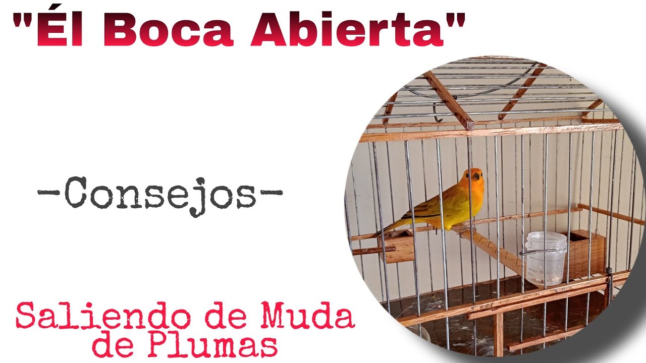 ☀️Muda de plumas en los Canarios Consejos✌🏾