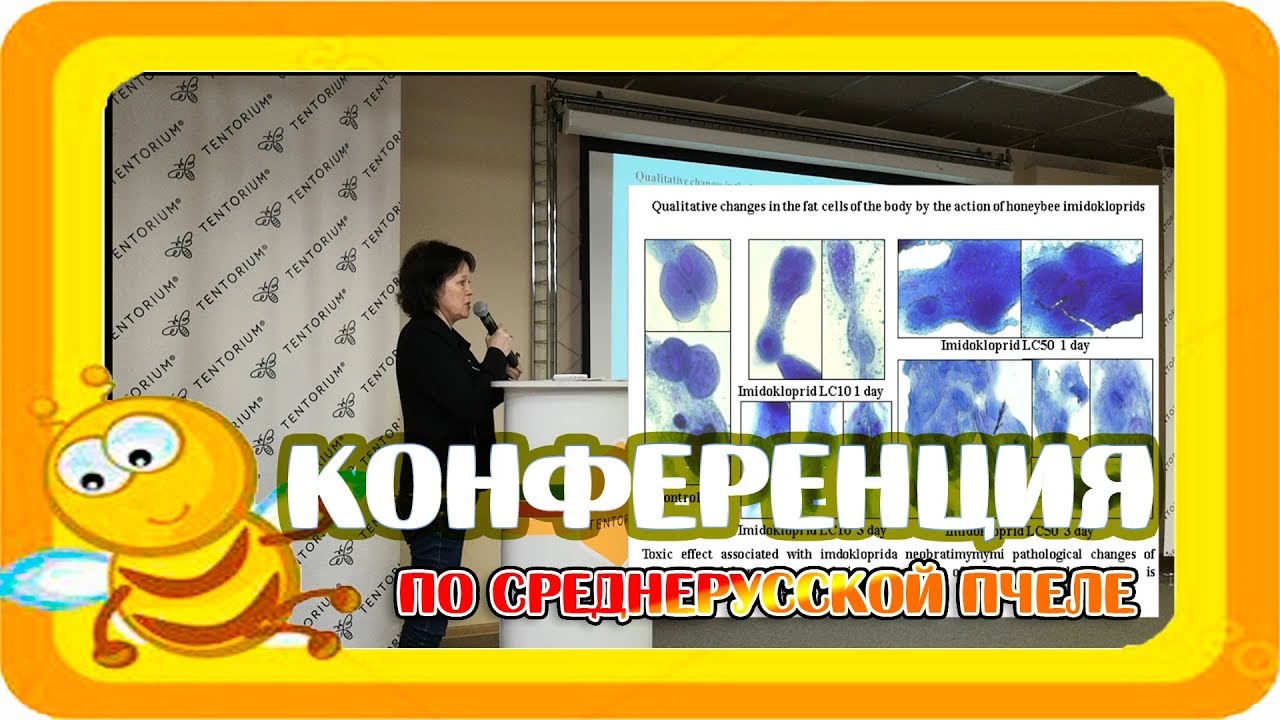 КОНФЕРЕНЦИЯ ПО ПЧЕЛОВОДСТВУ. Влияние интоксикаций