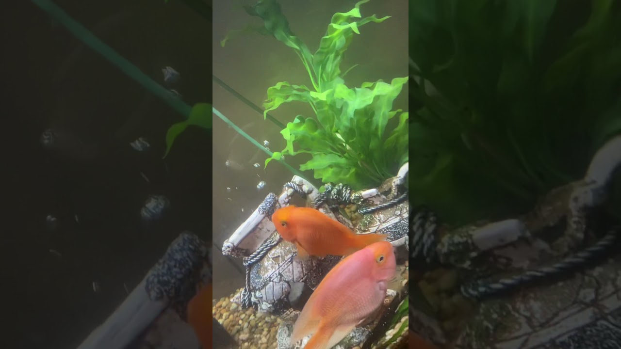 Blood parrot fish lay eggs