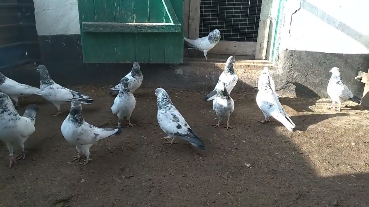 Пакистанские голуби! Ответы на вопросы