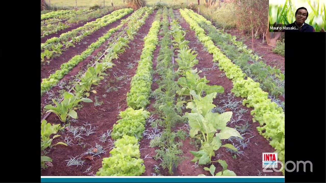 Intersiembra en cultivos hortícolas de hoja