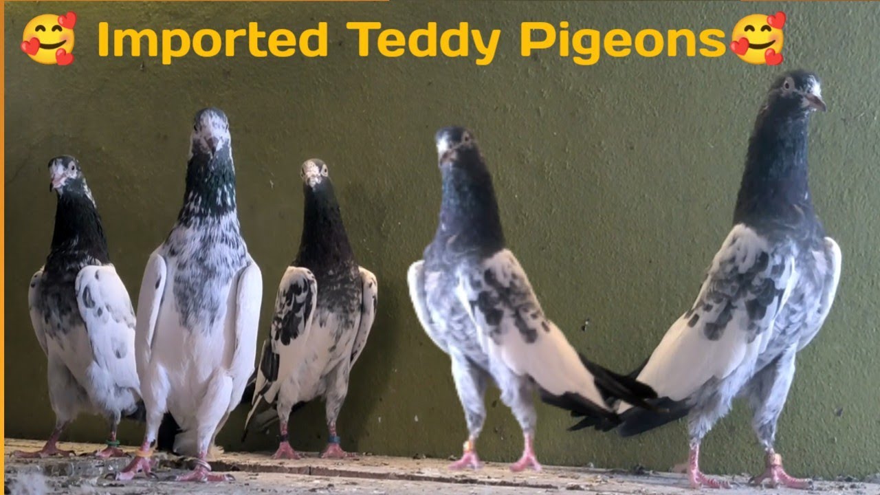 Import Ke Teddy Kabootar Wasim Bhai Latur 9527777644