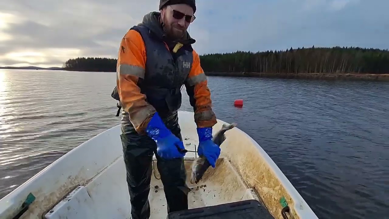Verkoilla 30.10.25. Vois sanoo et jopa hyvin kuhhoo!
