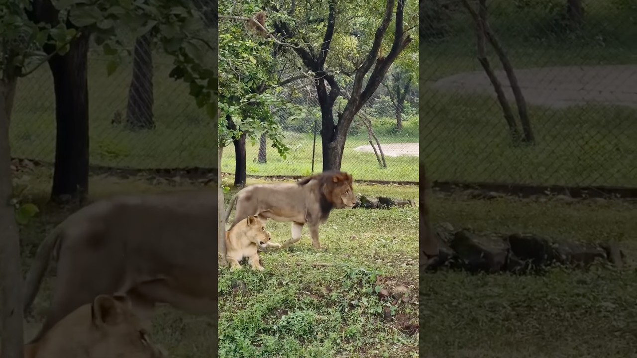 Van Vihar bhopal #vanvihar #nature #explore #trending #viralvideo #shortsfeed #shosrts #animals #zoo