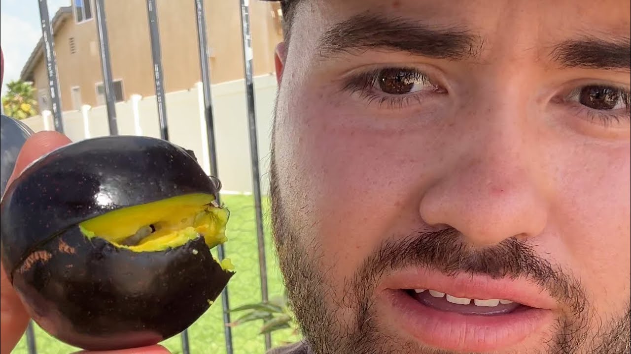 Mexicola Avocado Review - Most Tolerant Avocado Variety! - Zone 9B