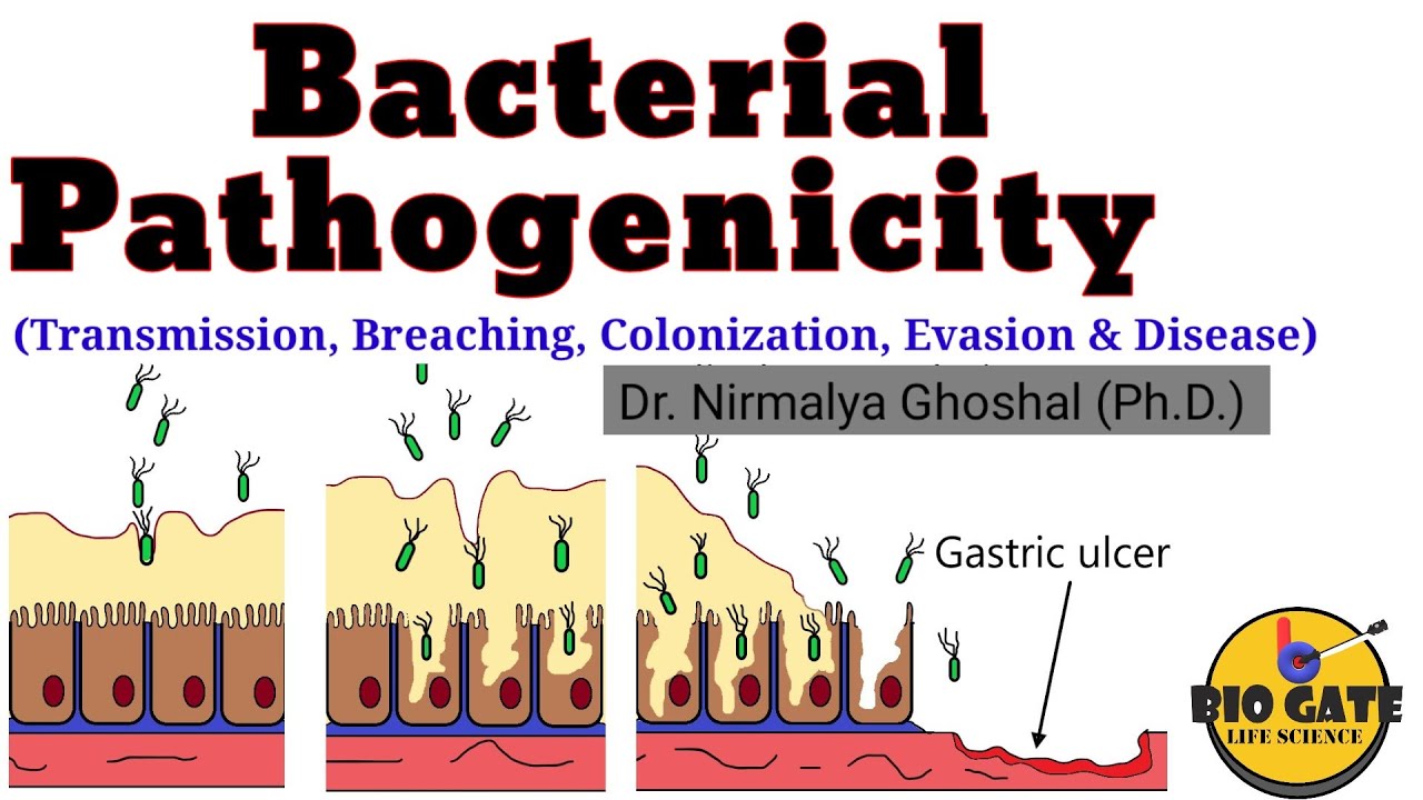 Microbial Pathogenicity and Virulence Factors #pathogenesis