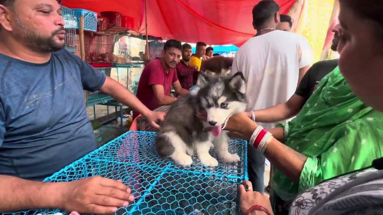 The famous biggest Dog Market in Kolkata,Gallif Steet,Different Breed of dog Available For Doglovers