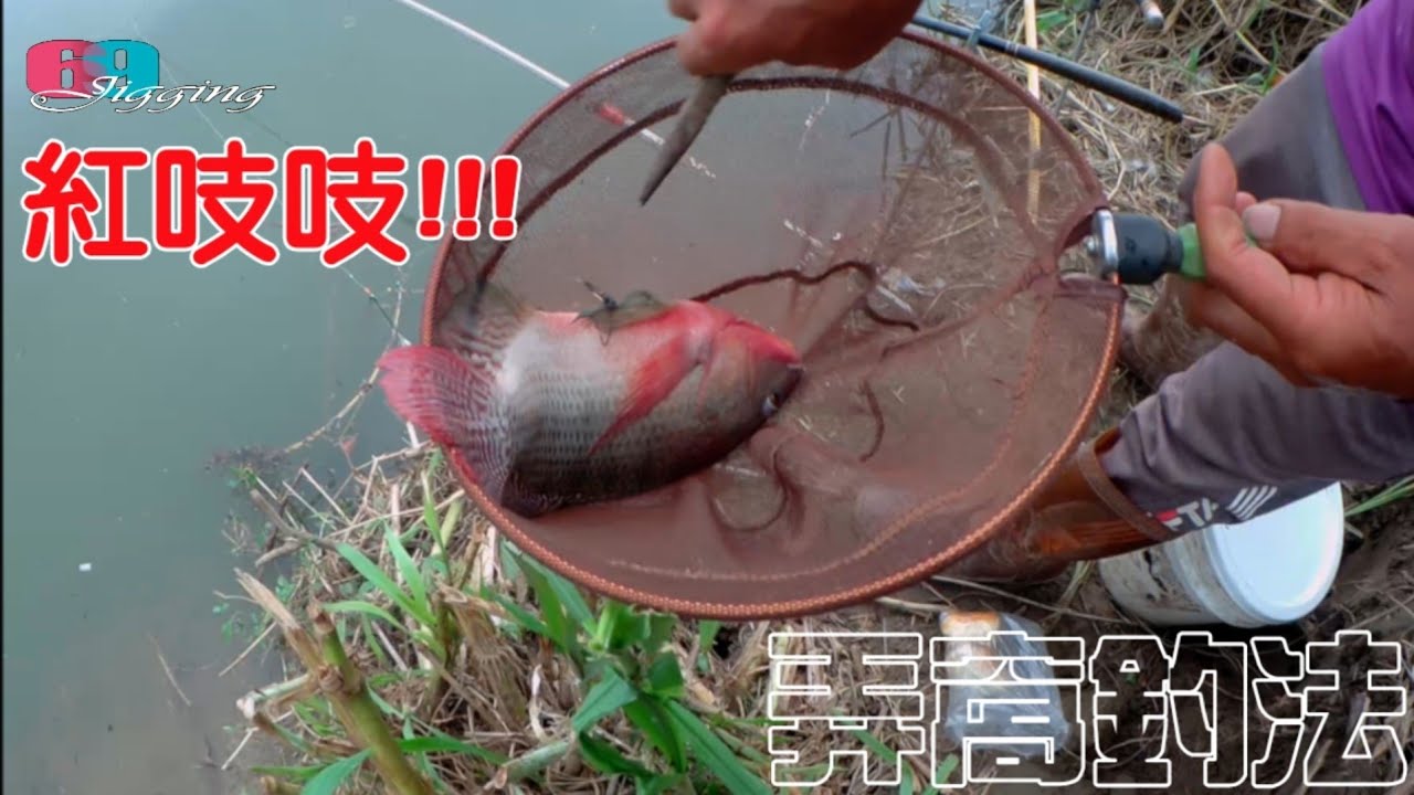 尾尾紅吱吱..水尬,弄洞釣吳郭魚季節開跑了,現在體型最漂亮最大最好吃...  2024/05/ 台灣69J釣魚俱樂部(69J Fishing Club)