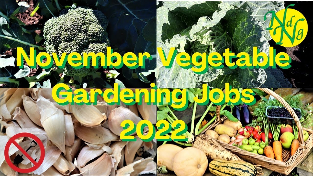 November Vegetable Gardening Jobs  2022